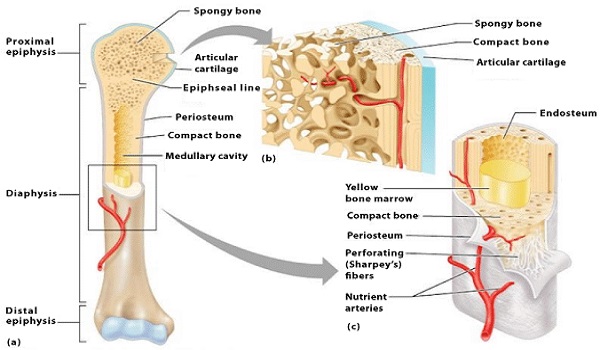 Seria wprowadzenia do wiedzy ortopedycznej (Ⅳ)