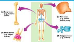 Anatomia kości